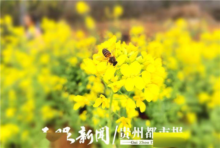 4月云南自由行，赴一场春日之约，邂逅12℃的温柔与烂漫