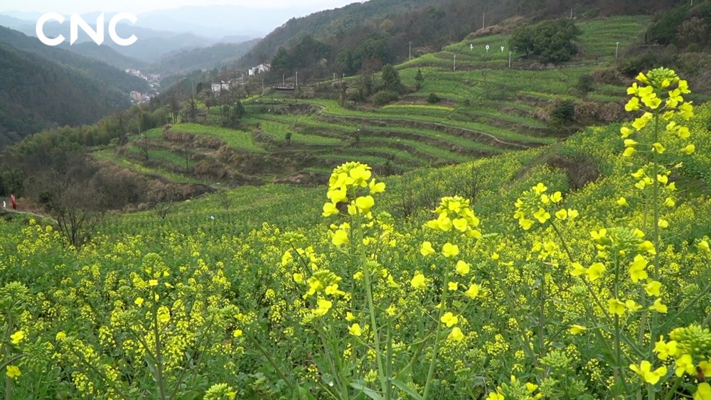 春到万峰林，金浪入画来——油菜花开季的寻芳之旅