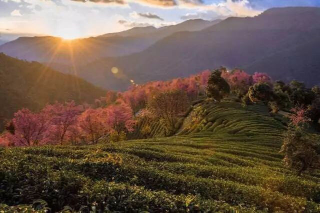 蒙顶山冬韵，雪落茶山，暖冬寻味之旅