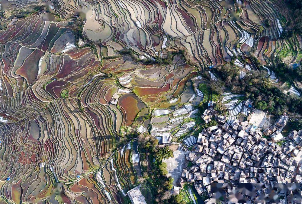 紫鹊梯田,大地雕琢的诗行,四季流转的画卷 紫鹊梯田,大地雕琢的诗行,四季流转的画卷