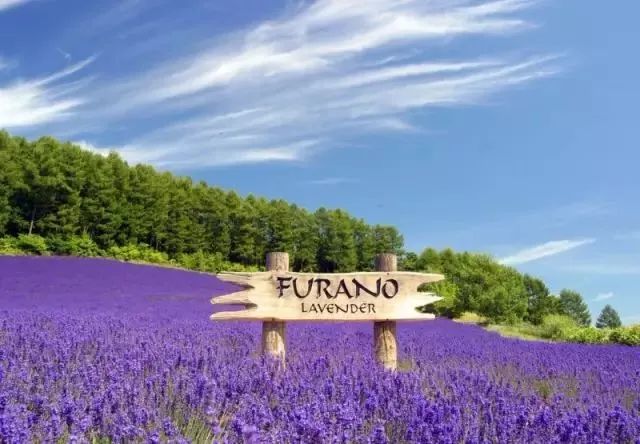 7月北海道，邂逅薰衣草季，解锁地道购物清单