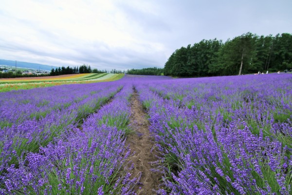 7月北海道，邂逅薰衣草季，解锁地道购物清单
