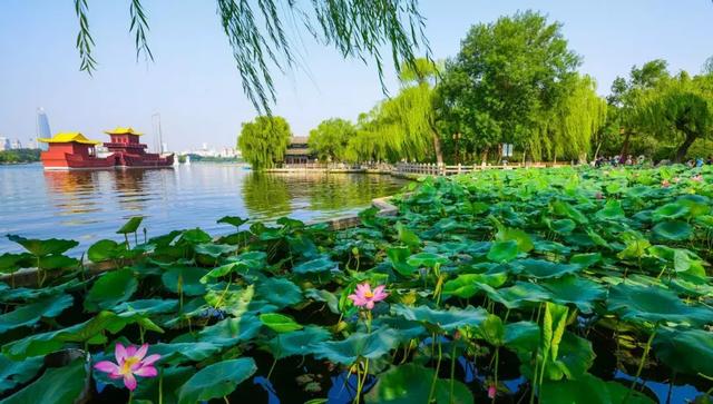 无锡夏日，荷风太湖间，邂逅一城清凉